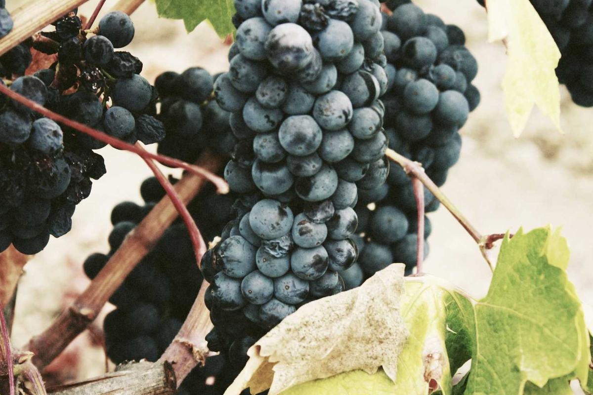 Infinix GT 50 Pro Resmi di Indonesia: HP Gaming dengan Pendingin HydroFlow & Performa Gahar